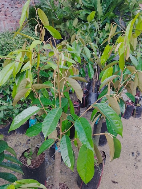 Cây Sầu Riềng Giống Musang King Malaysia Cây Sầu Riềng Giống Musang King Malaysia